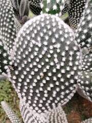 potted Opuntia polyacantha cactus close up
