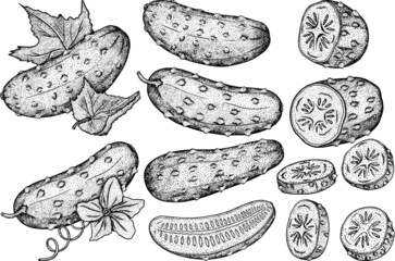Hand drawn, vector cucumber. Vegetable sketch style illustration. Detailed cucumbers drawing. Farm market product.
