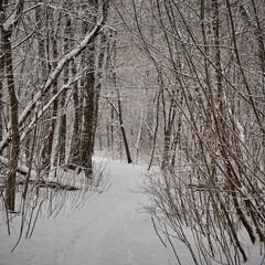 Path in a snowy winter forest among trees and bushes
