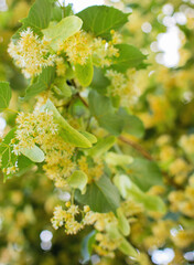 Linden tree flowers clusters tilia cordata, europea, small-leaved lime, littleleaf linden bloom. Pharmacy, apothecary, natural medicine, healing herbal tea, aromatherapy. Spring background.