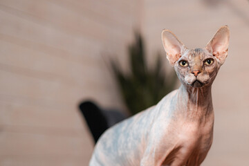 Portrait of Canadian Sphynx Cat kitten blue mink with white color with big blue eyes sitting on light background. Close-up front view of beautiful hairless female kitten.