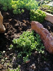 Fototapeta premium beautiful low creeping Sedum with green leaves in the form of flowers on a flower bed in the garden.alpine plants. Flower Wallpaper