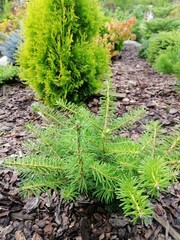 small Abies koreana Silberperle seedling with silver and green needles on the background of other coniferous plants and mulched garden beds