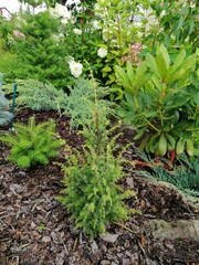 a small tender seedling of Juniperus communis Horstmann on background of beautiful brown natural stones and pine mulch. Coniferous plant with hanging branches. Landscape design