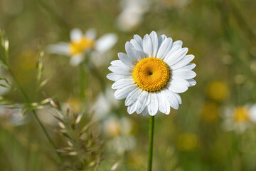 Perfect daisy with raindrops