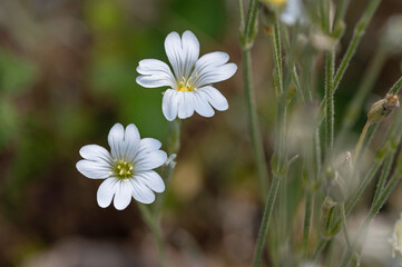 Two small beautiful flowers