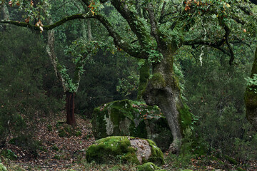 Alcornocales Natural Park in Cadiz. Quejigo (Quercus faginea) and Cork Oak (Quercus suber) in Cortes de la Frontera. Andalusia, Spain