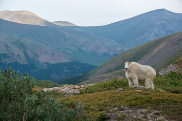 mountain goat in the mountains