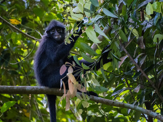 Raffles Banded Lagur or banded leaf monkey (Presbytis femoralis) photographed at Thompson Nature Park, Singapore