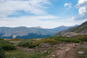 Fototapeta na wymiar beautiful rocky mountain landscape with mountain goat in distance