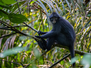 Raffles Banded Lagur (Presbytis femoralis femoralis) or banded leaf monkey, photographed at Thompson Nature Park, Singapore