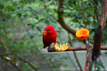 beautiful and colorful bird taking lunch