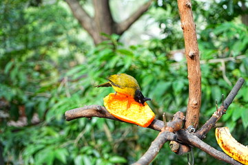 beautiful and colorful bird taking lunch