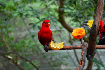beautiful and colorful bird taking lunch