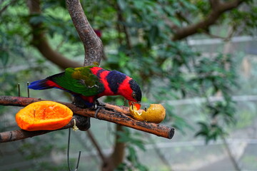 beautiful and colorful bird taking lunch