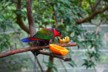 beautiful and colorful bird taking lunch