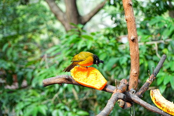 beautiful and colorful bird taking lunch