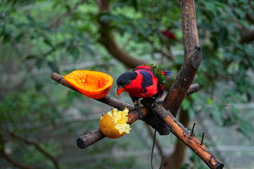 beautiful and colorful bird taking lunch