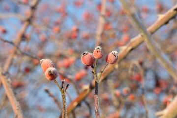 Rosehip berries in winter are covered with frost