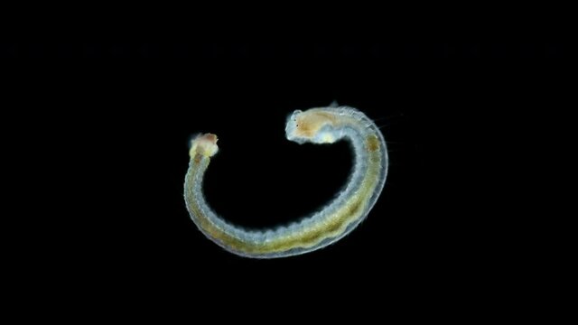 Worm larva Nektoheta under a microscope, family Spionidae, class Polychaeta, have two tentacles that seek prey. Red Sea