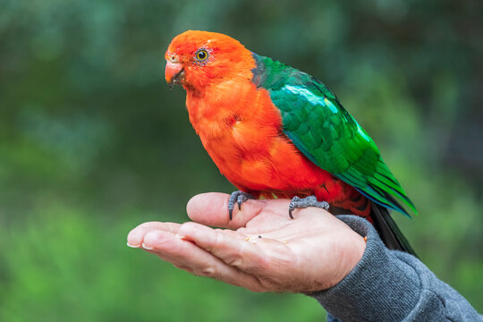 King parrot perching on man's hand