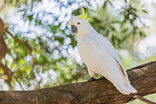 Sulphur-crested cockatoo (Cacatua galerita) perching on tree branch