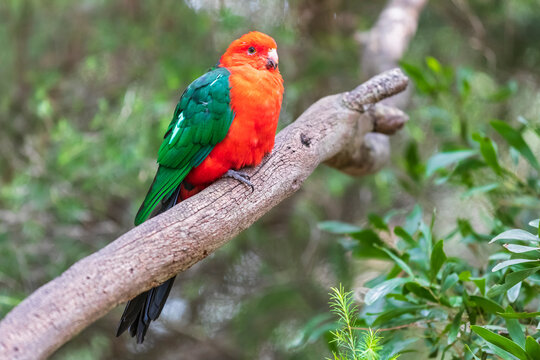 Australian king parrot (Alisterus scapularis) perching on tree branch