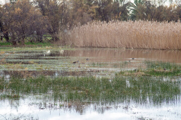 Pond of the Mignattaio.It is small pond in the oasis of the swamp of torre flavia , Ladispoli (RM)...