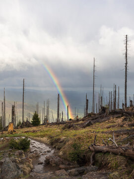 Rainbow arching over burnt forest