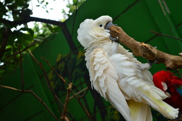 white parrot