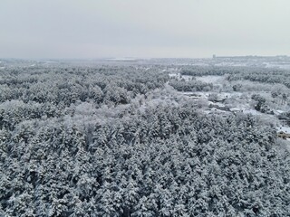 Snowy forest from the top, unusual drone shot of winter, flying above the trees covered with snow, ecosystem, eco, global warming, natural, sustainable nature