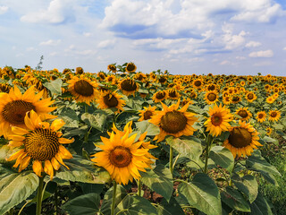 Obraz premium Sunflowers field countryside, mistic colors, blue summer sky