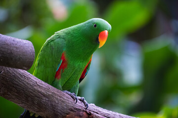 Green parrot photographed in Singapore 