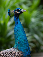 Portrait of an Indian peacock