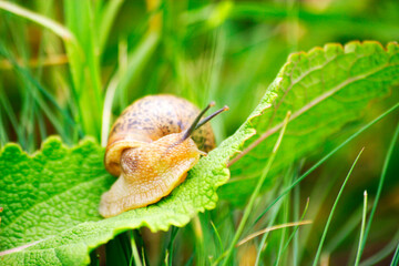 snail on a leaf