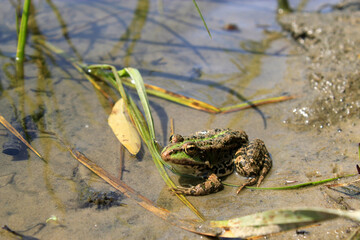 frog in the pond