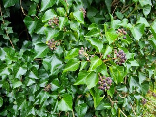 Hedera pastuchovii