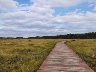 Obraz premium Wooden plank flooring over a swamp with yellowed grass against a beautiful sky with clouds.