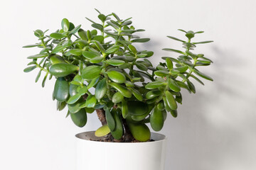 Beautiful Crassula ovata, Jade Plant, Money Plant, succulent plant on a white background close up. Home decor and gardening concept. Selective focus. © Marina Kaiser