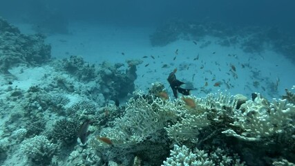 Yellow-edged Lyretail Grouper - Variola louti swims near coral reef