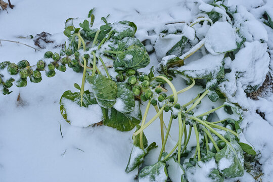 Rosenkohl im Schnee, Winter, biologischer Anbau