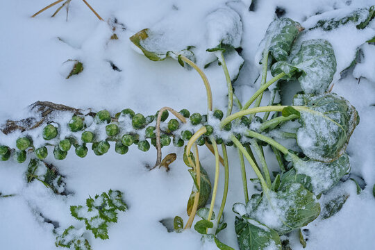 Rosenkohl im Schnee, Winter, biologischer Anbau
