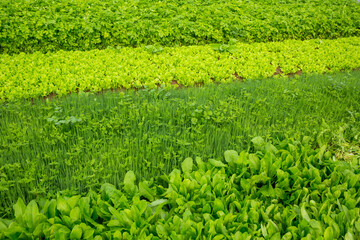Variety vegetable plants in growth at vegetable garden