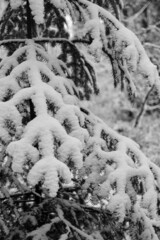 Jodła, sosna, drzewko pokryte śniegiem