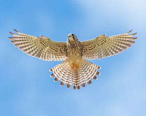 Eurasian kestrel hovering with it's wings spread out
