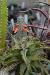Blooming indoor succulent plant, scientific name Aloe castilloniae