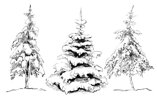 Hand drawing pine set. Vector illustration