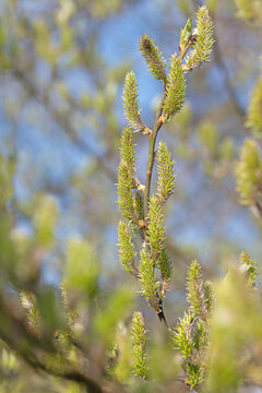 Weibliche Blüten der Salweide, Salix caprea