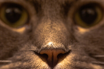 nose of a cat