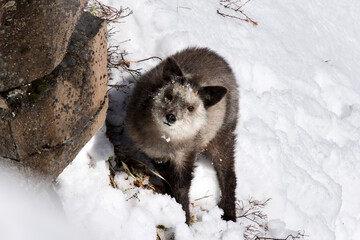Obraz premium 天然記念物 ニホンカモシカ